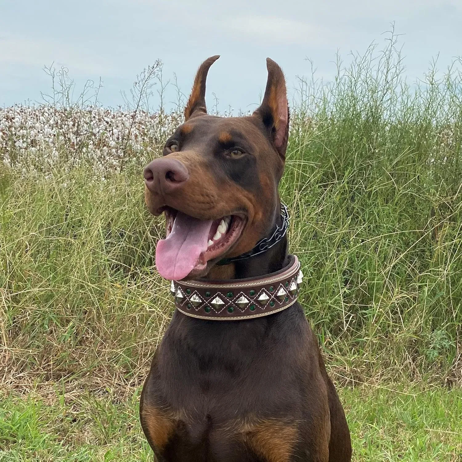 Blazing Paws Darlington Wide 2 inch Luxury Soft Suede Padded Leather Dog Collar for XL Large Dogs, Handmade Stud Crystal Fancy Western Design (XL: Neck Size 20-23", Natural/Brown)